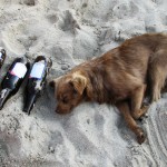What My Blog Does When I'm On Vacation