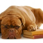 Lessons Learned from Blogging Dog with Glasses