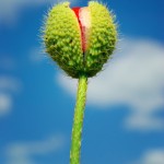 Rebirth of The Blog Flower