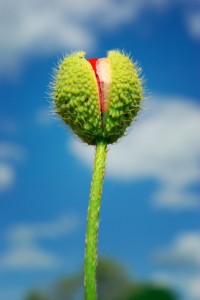Rebirth of The Blog Flower