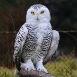 Picture of Snow Owl | HootSuite Owl Representation